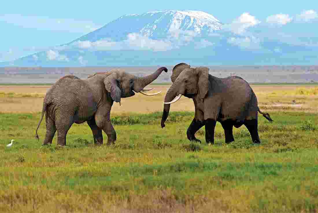 African Elephants, Amboseli National Park, Kenya