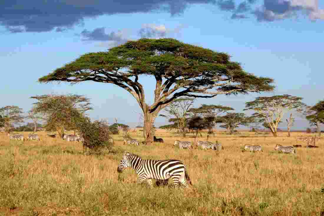 serengeti