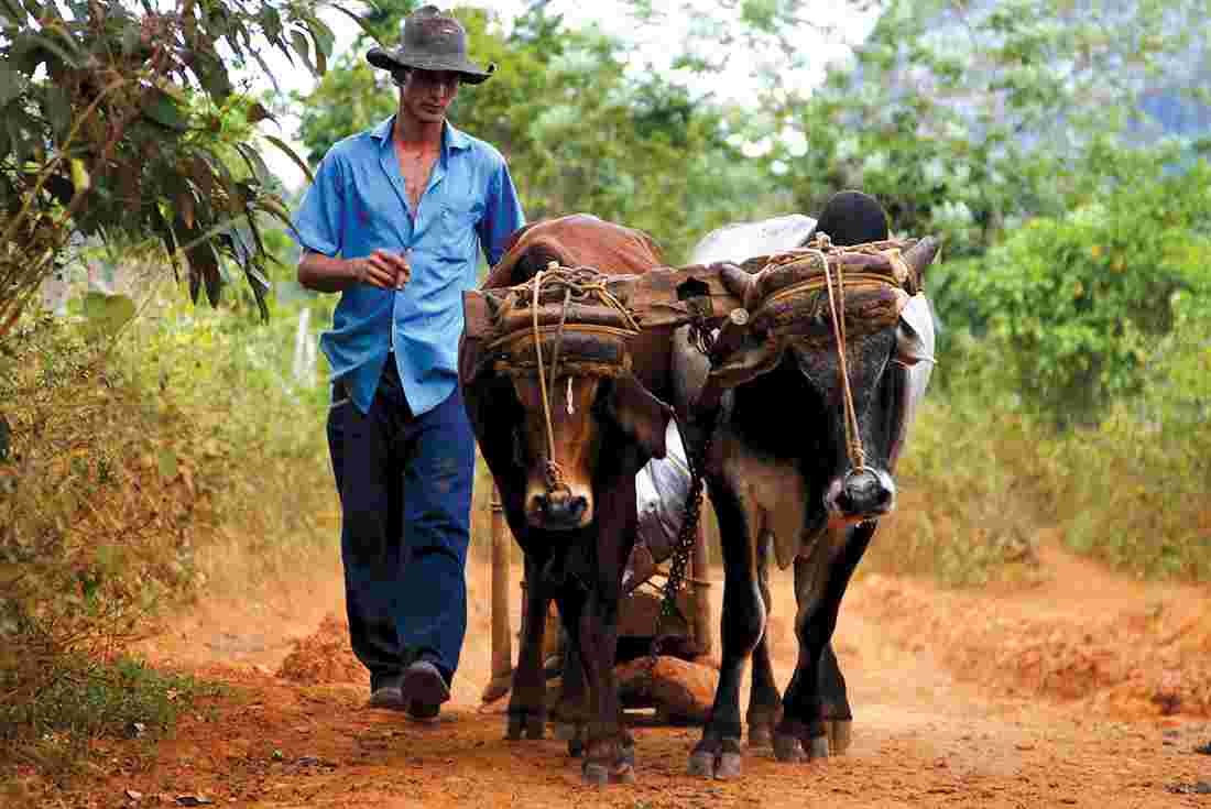 Hola Cuba - People to People for US citizens Intrepid 