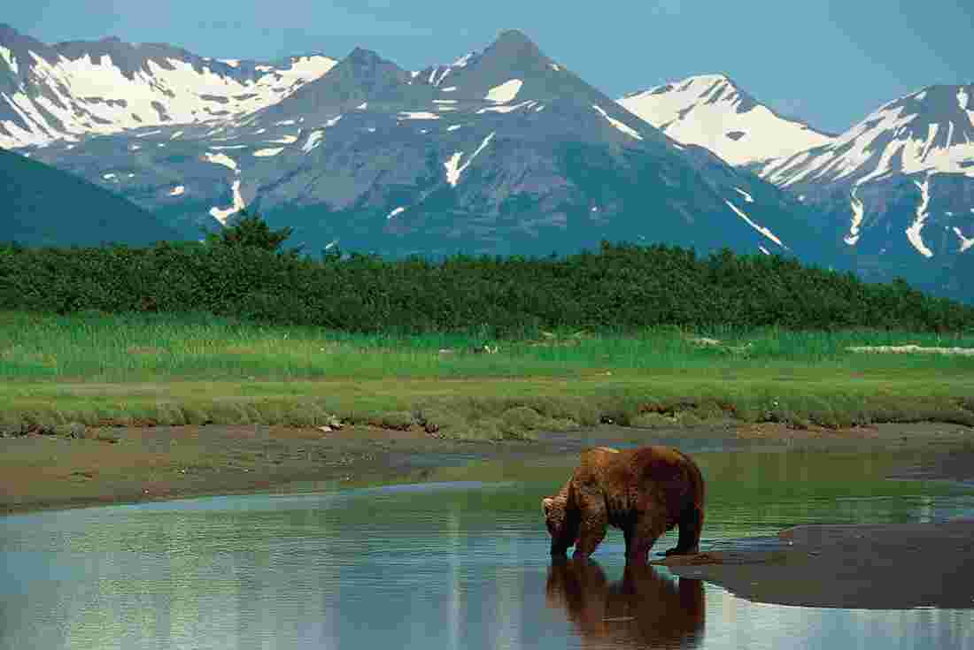 Alaska Tours & Travel Intrepid Travel AU