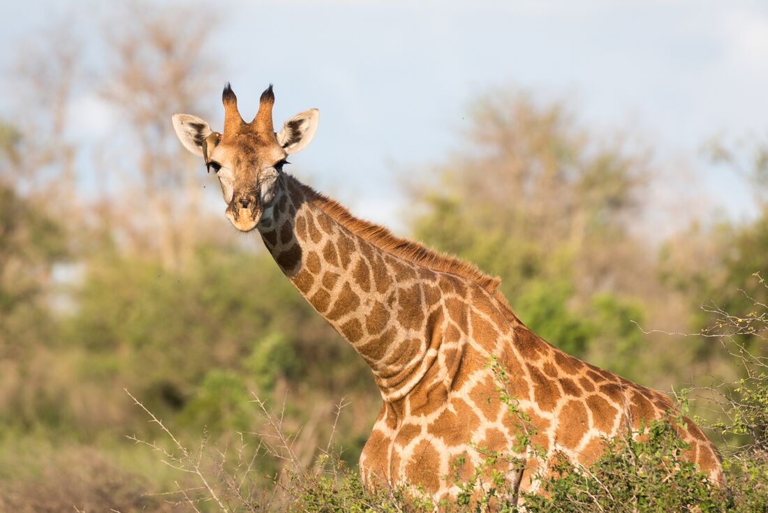 Kruger Lodge Experience (3 days)