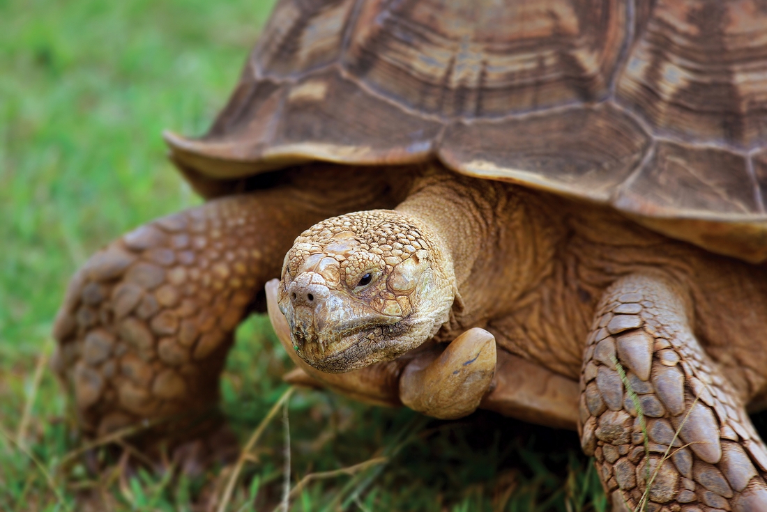 Best of Galapagos