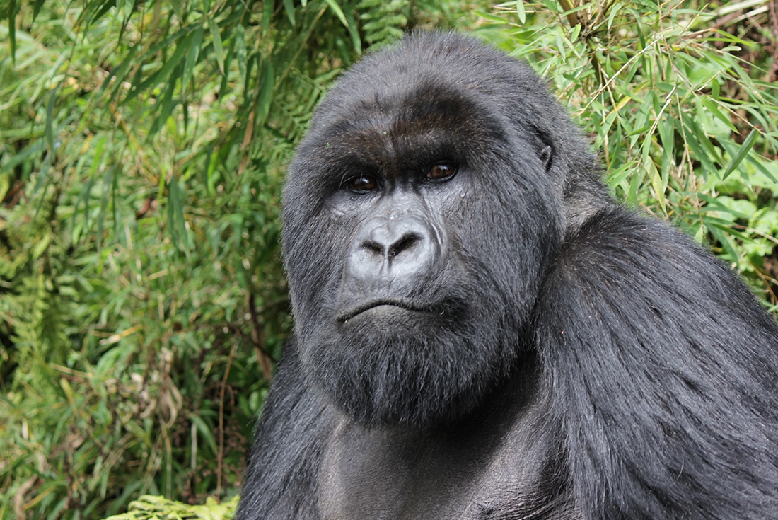 Gorillas, Game Parks & Beaches