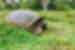 Giant Tortoise, Galapagos Islands