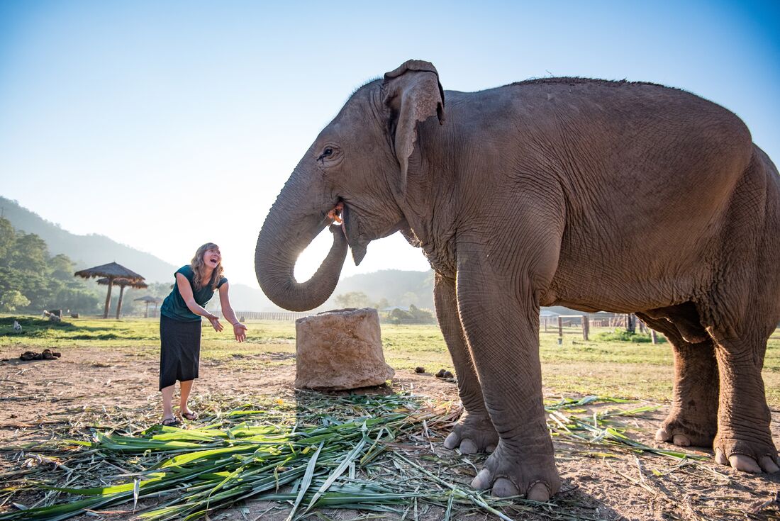 Chiang Mai & Elephant Experience