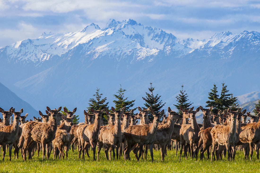 Premium New Zealand Encompassed