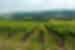 Rows of vineyard grape vines go down a hill into the distance in northern Serbia near Subotica