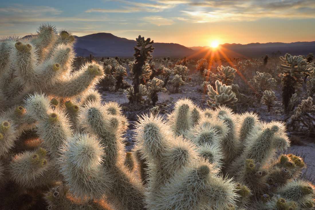 LA to Vegas: Grand National Parks