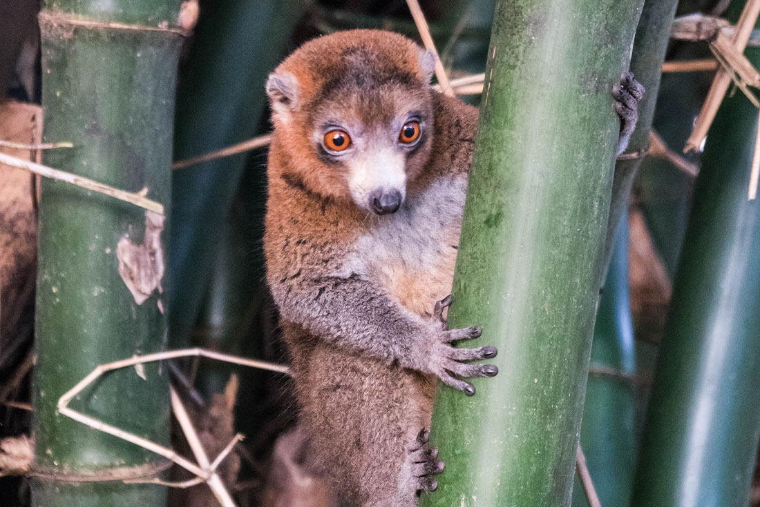 Comoros: Wildlife Expedition