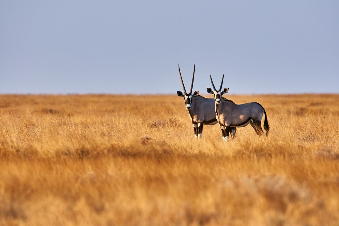 Amazing Southern Africa