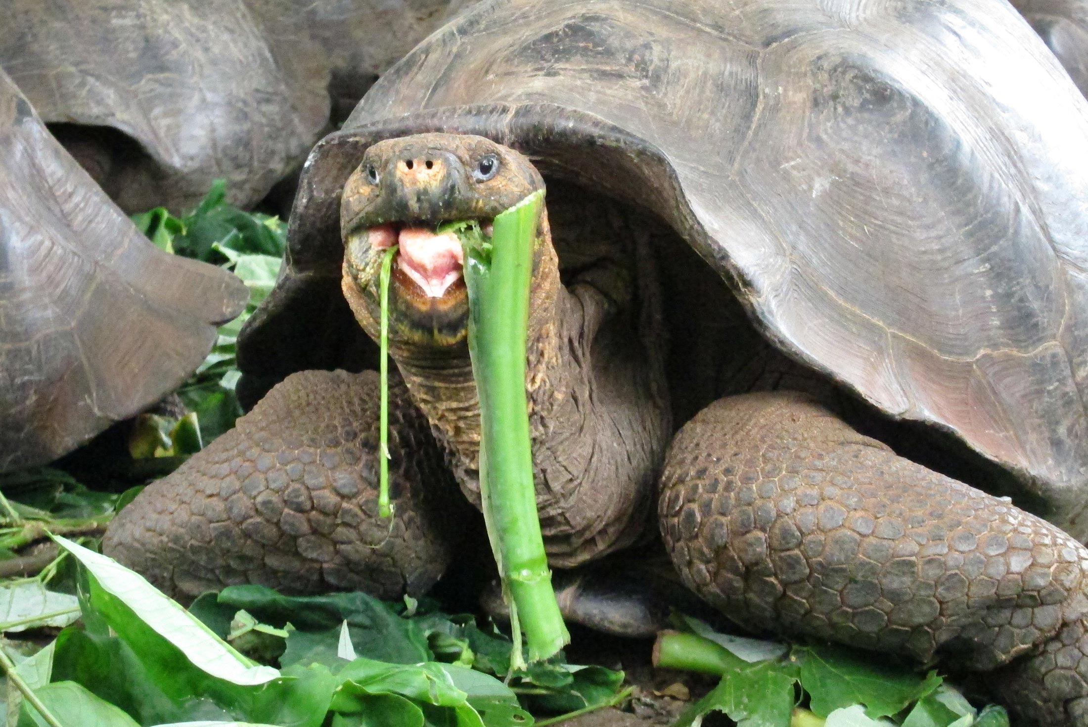 Essential Galapagos