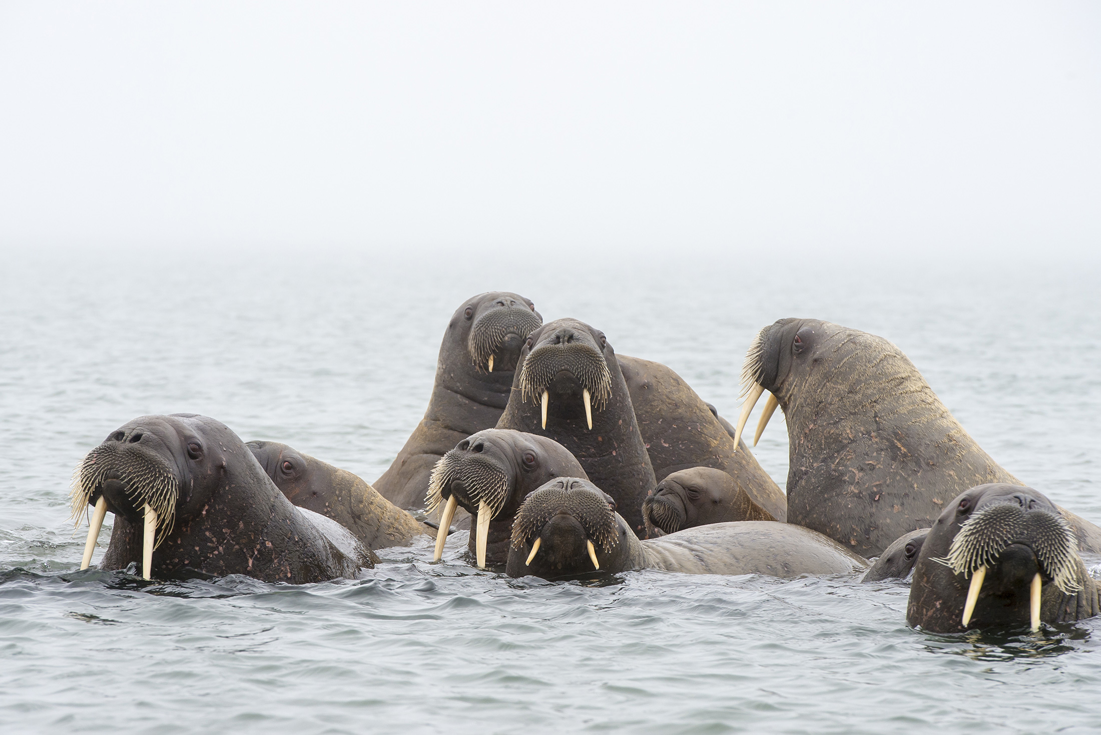 Svalbard Explorer: Best of High Arctic Norway