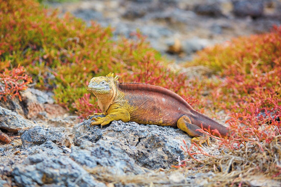 Galapagos Encounter: Central Islands (Grand Queen Beatriz)