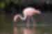 A wild flamingo dips its head down to fish in a pool in the Galapagos Islands