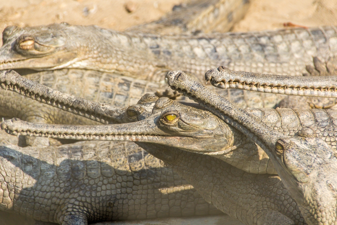 Chitwan National Park Extension