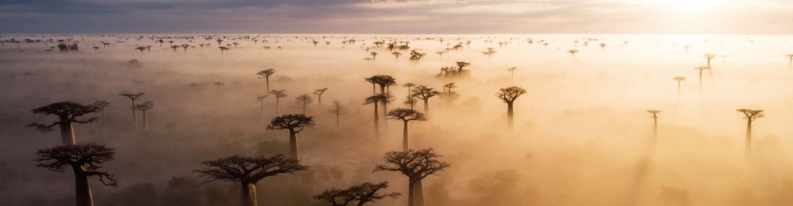 Best Madagascar Tours Vacations 2024 2025 Intrepid Travel US   Intrepid Travel Africa 994563160 2560 Baobab Sunrise Aerial View Of A Misty Golden Sunrise At The Famous Avenue De Baobabs In Western Madagascar 