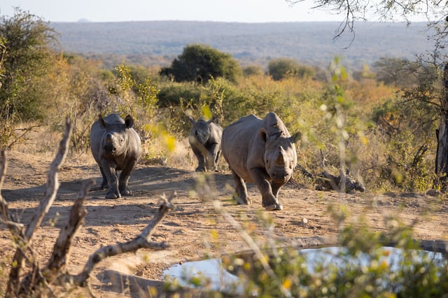 A group a rhinos walking in South Africa.