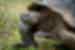 Close up of a Galapagos Giant Tortoise on Isla Santa Cruz