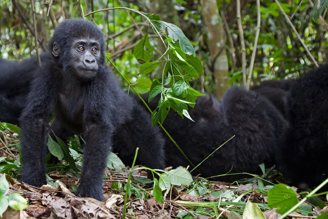 Mountain Gorillas of Rwanda