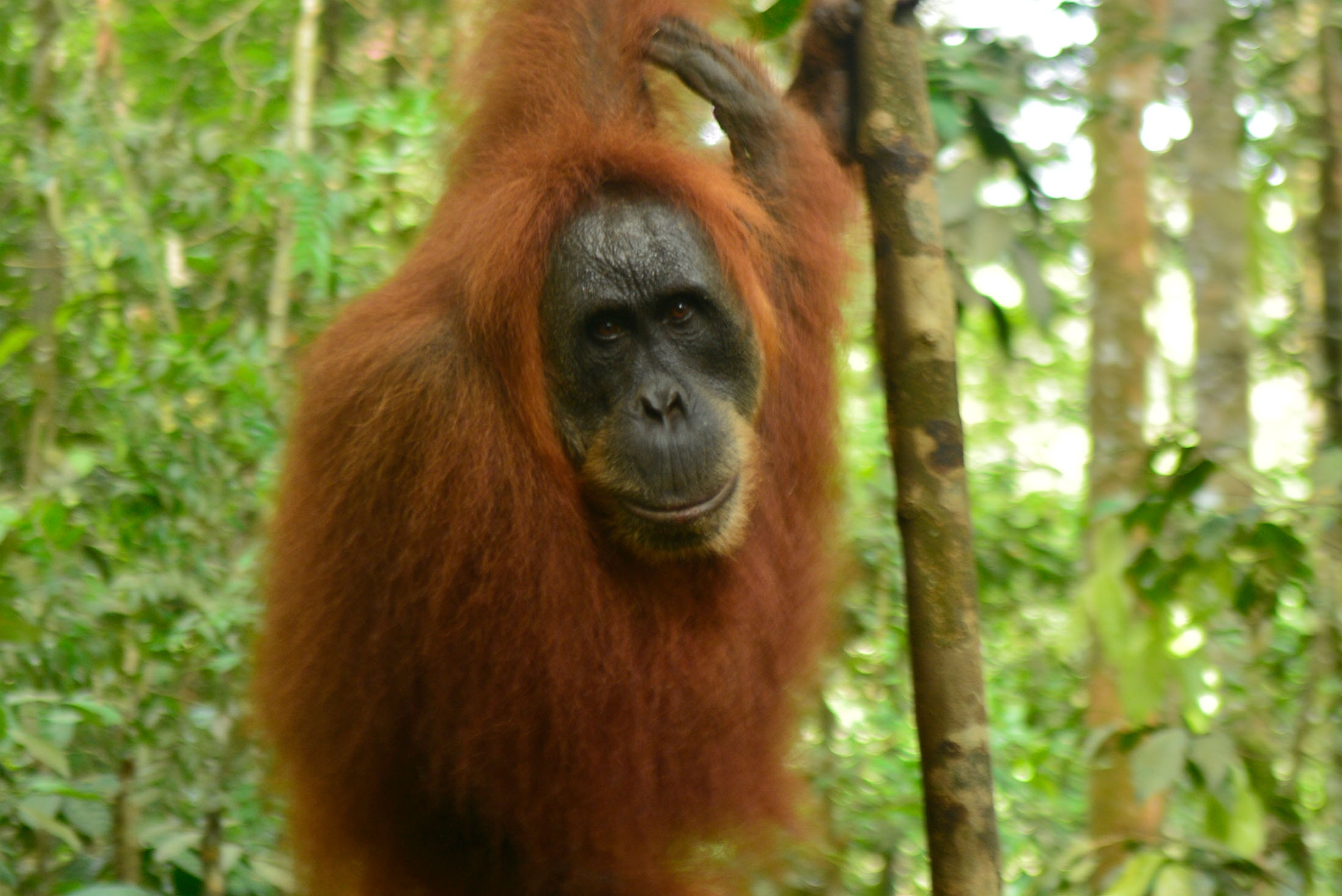Sumatra Adventure