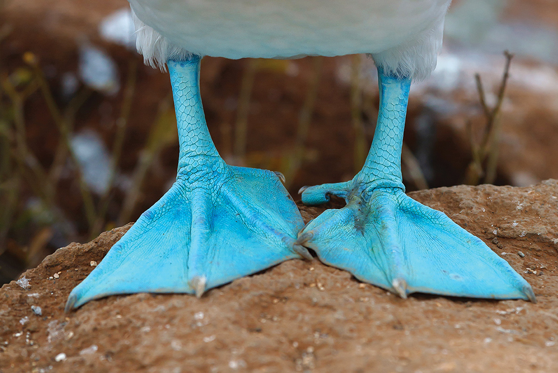 Galapagos Adventure: Northern Islands (Grand Daphne)