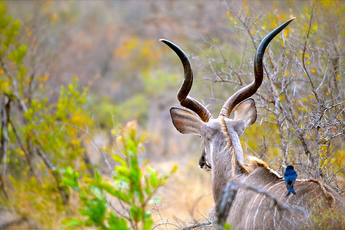 Kruger & Cape Town Short Break by Plane