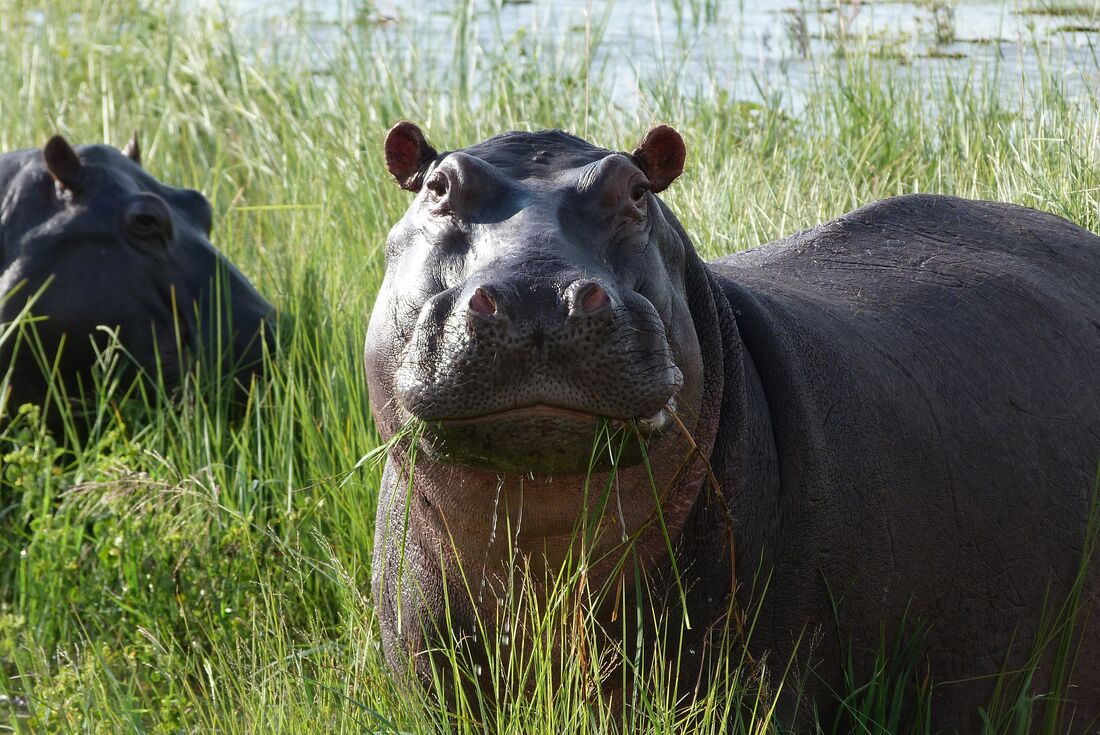 Okavango & Beyond