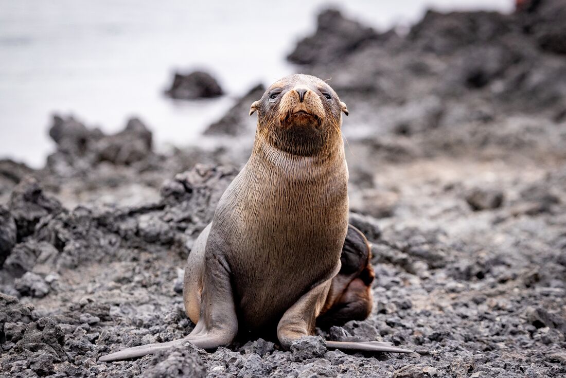 Classic Galapagos: South Eastern Islands (Grand Queen Beatriz)