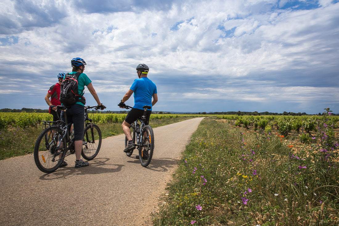 Cycle South Australia's Wine Regions