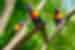 Australian Rainbow Lorikeet, native to Tambourine NP, Gold Coast Australia