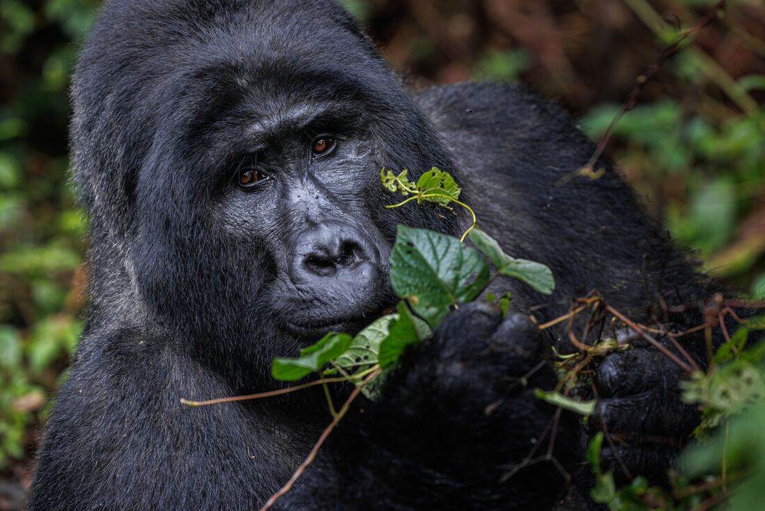 Remarkable Rwanda & Gorillas of Uganda