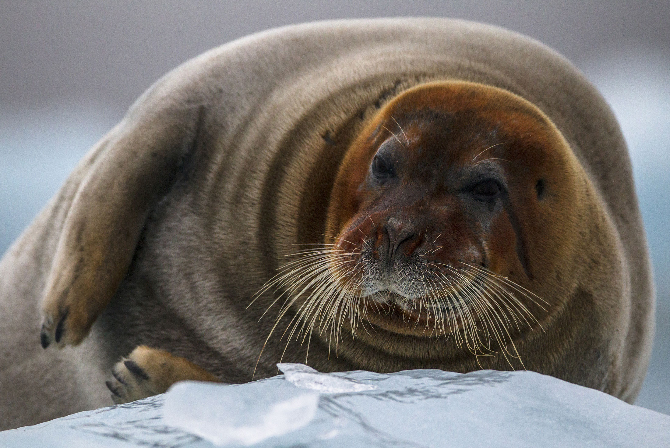 Spitsbergen Highlights