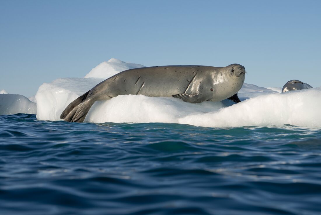 Ultimate Antarctica: Falklands, South Georgia & The Antarctic Circle ...