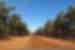 Cape York red orange dirt road stretches to the horizon lined by gum tree forest with hood of car just visible at bottom of shot