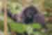 Uganda gorilla trekking