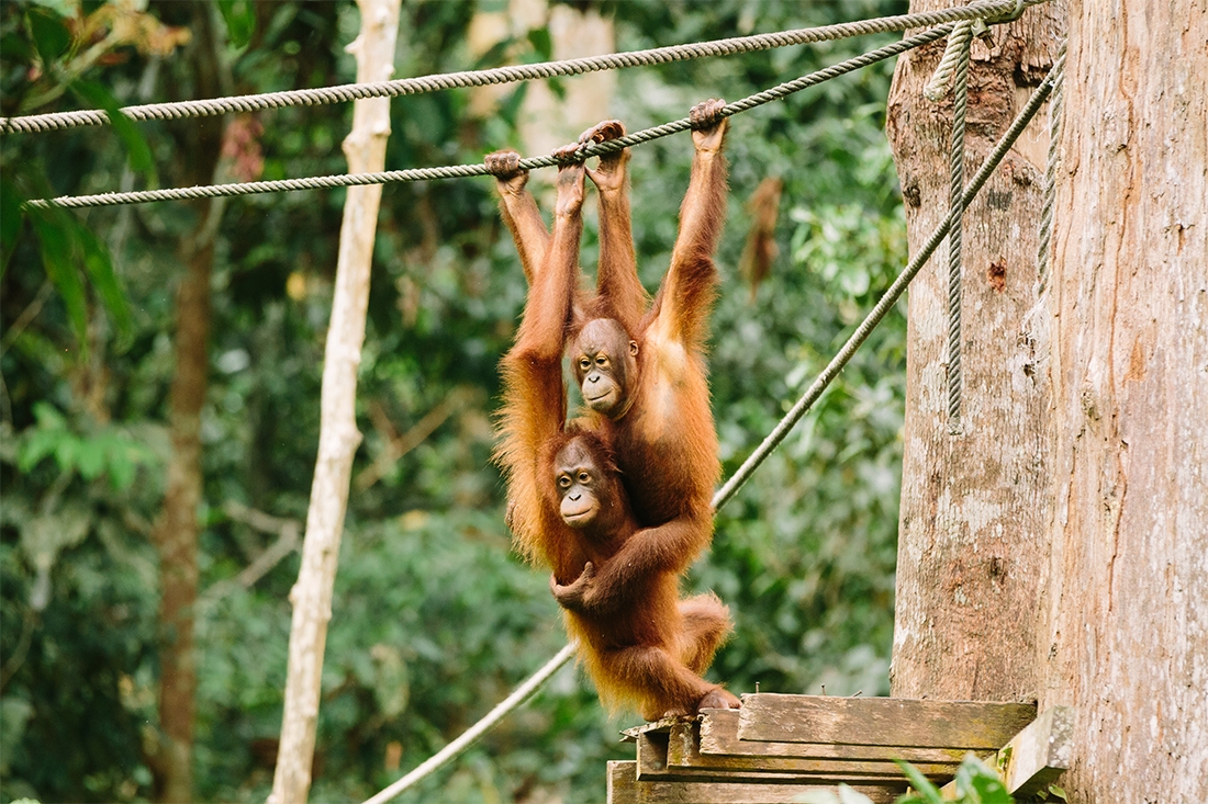 Real Borneo