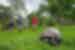 Leader gives a talk to travellers with a giant tortoise eating wild grasses in the foreground in the Santa Cruz Highlands