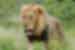 Lion in Kruger National Park, South Africa
