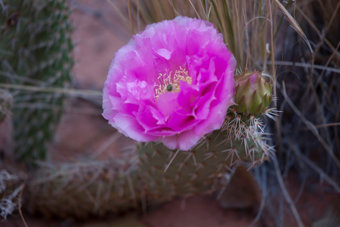 Hiking and Backpacking Utah's Boulder Mail Trail