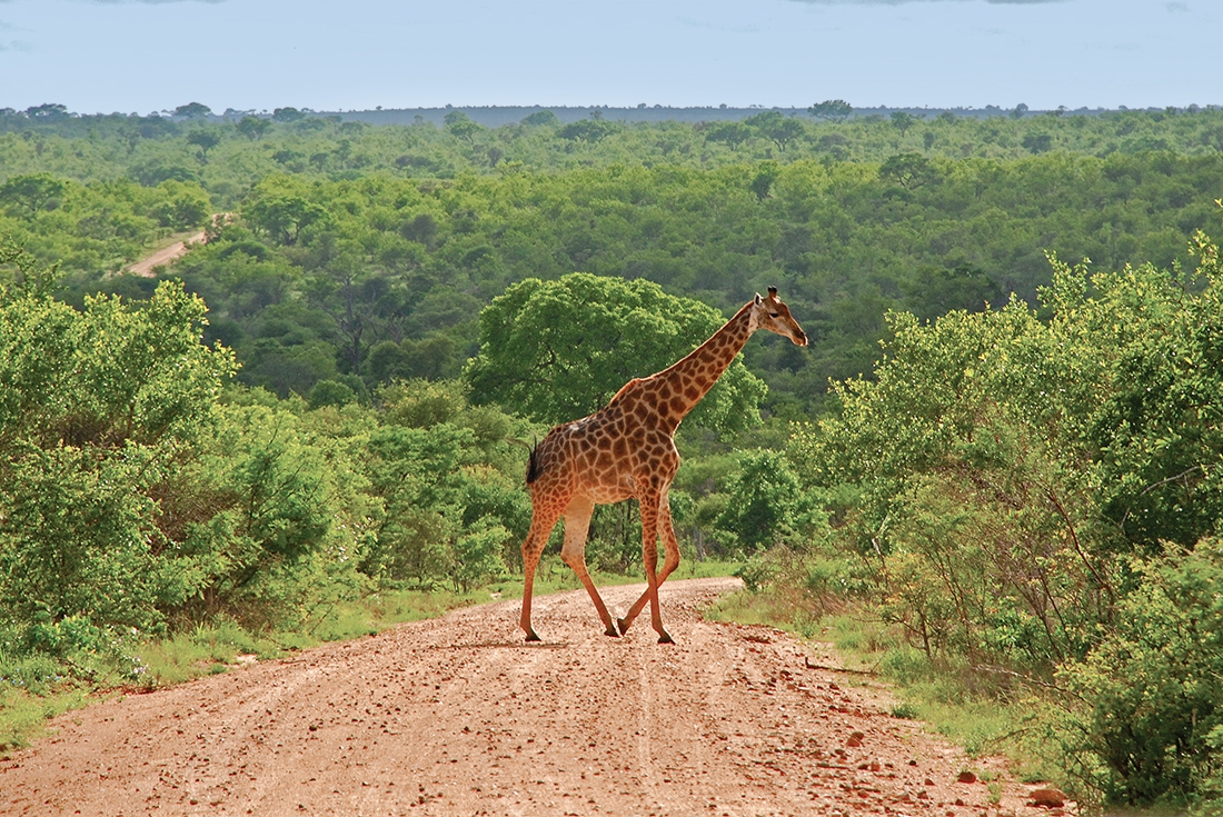 Wild Kruger Camping